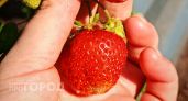 Эти 4 признака выдают самую вкусную клубнику на прилавке
