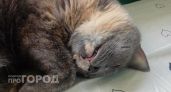 Не надо умножать на 7: как на самом деле посчитать, сколько лет вашей кошке