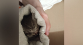 В Йошкар-Оле ищут живодеров, которые скинули котят из окна