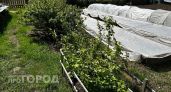 Эту ягоду в мире объявили вкусом года, а у нас она растет под каждым забором - что в ней такого необычного