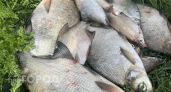 Не лососем единым: названа самая полезная рыба - спасает мозг и суставы