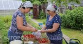 Почему нельзя делиться рассадой, семенами и первым урожаем с соседями: простое правило моей бабушки защищает урожай