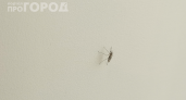 Отказалась от «Раптора» — и комары обходят мой дом стороной: раскрываю копеечный секрет