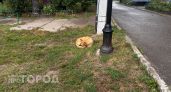 Бездомная собака покусала школьницу в Марий Эл