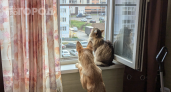 Кошка выпала из окна, хотя сетка стояла: вот как я укрепил защиту всего за 100 рублей 