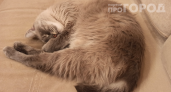 Почему нельзя гладить кошку, когда она бьёт хвостом: 3 тайных послания, которые вы постоянно пропускаете