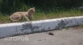 Заболеваемость мышиной лихорадкой подскочила в шесть раз в Марий Эл