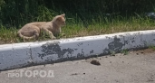 Рост заболеваемости лихорадкой, новые квартиры для сирот и отключение света: главные новости за 9 июля