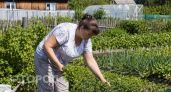 Над грядками внаклонку больше не потею: купила в "Чижике" хитрый инструмент за 300 рублей, который спас мою спину