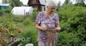 Старые колготки на даче — сокровище: показываю, как их использовать для подвязки томатов и защиты урожая от птиц