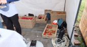 Не малина, не клубника и не черника: врач назвала самые безопасные ягоды, которые не ударят по здоровью