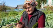 Зальёте — лопнет, пересушите — станет деревяшкой: как поливать свёклу, чтобы она наливалась сладостью
