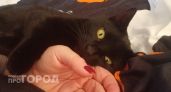 Ваша кошка точно счастлива, если делает это: 7 признаков