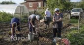 В какие дни августа-2026 выкапывать картофель: будет храниться месяцами и сохранит вкус и твердость