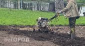 Забудьте горчицу и фацелию: этот сидерат делает почву в разы рыхлее червей и плодороднее любых удобрений
