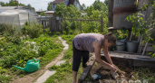 Третий год в августе закапываю на огороде тряпку с керосином: весной благодарю себя за эту хитрость
