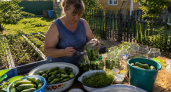 Сделала огурцы по‑норвежски — теперь вся семья просит только их: в чём секрет хруста