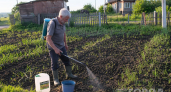Растения чахнут одно за другим: во всём виноват сорняк, который "ласково" душит соседей