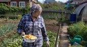Кожура от лимонов и апельсинов дороже самих фруктов: вот как делаю землю на даче плодороднее чернозема