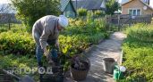 Растрескается весь урожай: есть только 10 дней, чтобы убрать свеклу - нужно успеть до этого числа
