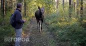 Жителей Марий Эл предупредили об опасности в лесах из-за лосей