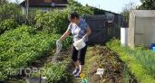 Скупаю в «Светофоре» детские присыпки, но не для кожи: вот как они спасают дачный урожай от муравьев