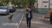 В Козьмодемьянске бездомная собака напала на ребенка и искусала его
