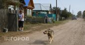 Бездомная собака напала на ребенка в Горномарийском районе и покусала его