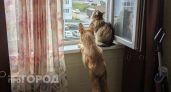 От Таиланда до Испании: куда из Марий Эл вывозят кошек и собак
