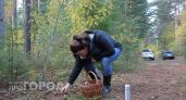 Шишки из леса тащу домой мешками: вот как применяю их в быту - бесценная помощь