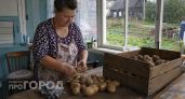 Картошку в погребе больше не храню: нашла в квартире место, где она не вянет до самой весны