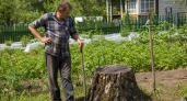 Уберите пнедробилку в дальний угол: деревенский старожил раскрыл простой трюк избавиться от пня без инструментов