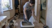 Содержимое кошачьего лотка не выбрасываю, а тащу на дачу и бед не знаю - бесплатно и эффективно спасла огород и дом