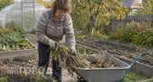 Последний шанс до заморозков: что нужно успеть сделать на участке, чтобы весной соседи обзавидовались
