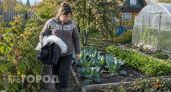 Заменит дорогие ловушки и яды: фокус с ветошью и керосином в сентябре очистит грядки от муравейника