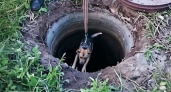 Спасатели вытащили собаку из глубокого скользкого колодца в Йошкар-Оле