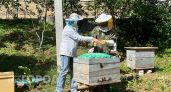 В Сернуре нашли нелегальную пасеку с опасными пчелами