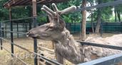 Не сигналить и не объезжать — в Марий Эл напомнили, как спастись при встрече с лосем