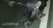 В Марий Эл автомобиль насмерть сбил лося, который внезапно выбежал на дорогу: один человек в больнице