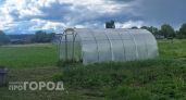 В теплице жителя Новоторъяльского района нашли особые растения: светит 3 года колонии