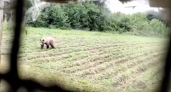 Медведь забрался на один из участков в Шоя-Кузнецово