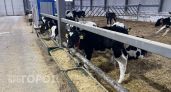 В Звениговском районе скот прививают от опасных болезней