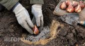 Сыплю в лунку эту смесь - тюльпаны весной цветут как сумасшедшие: бутоны с кулак