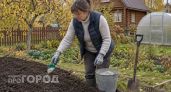 Кидаю эти удобрения на грядки осенью - весной почва жирная и сочная, как чернозем - советы агронома с 30-летним стажем