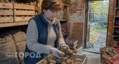Кладу одну веточку в ящик - картошка не прорастает до весны даже в самом сыром погребе