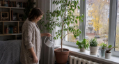 Ракам спатифиллум, а Козерогам фикус: какой комнатный цветок поставить дома по знаку зодиака, чтобы привлечь удачу
