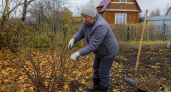 Срочно выкопайте это растение: за популярный желтый куст теперь придется отдать до 50 тысяч рублей штрафа за каждый