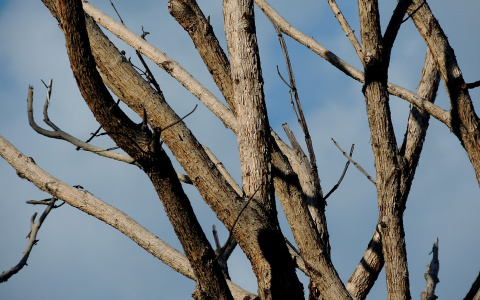 В Йошкар-Оле «больные» деревья заражают все вокруг?