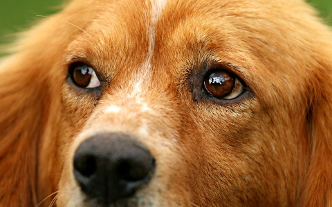 Сельчанка о мужчине, вспоровшем живот собаке в Марий Эл: «Он сделал то, на что мы не решались несколько лет»