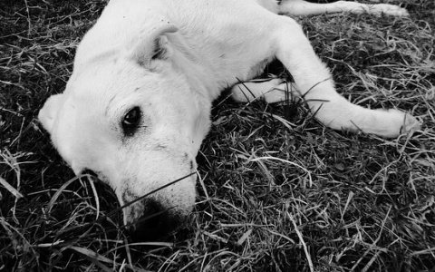 В Марий Эл полицейские выкопали собаку, зарезанную на глазах у детей